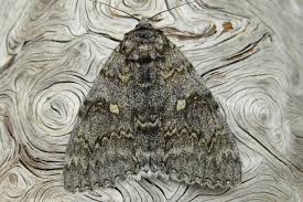 Attēlu rezultāti vaicājumam “Catocala fraxini”