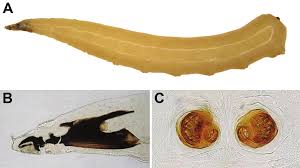 Attēlu rezultāti vaicājumam “Epirhoe tristata”