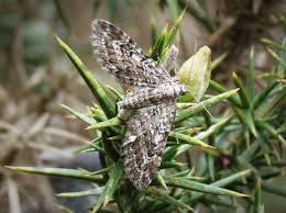 Attēlu rezultāti vaicājumam “Eupithecia satyrata”