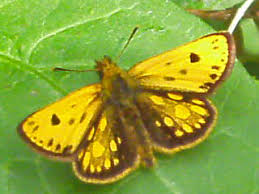 Attēlu rezultāti vaicājumam “Carterocephalus silvicolus”