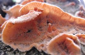 Attēlu rezultāti vaicājumam “Phlebia tremellosa”