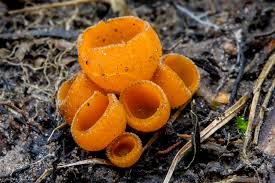 Attēlu rezultāti vaicājumam “Melastiza chateri”