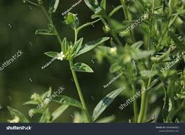 Attēlu rezultāti vaicājumam “Lithospermum officinale”