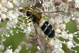 Attēlu rezultāti vaicājumam “Leucozona glaucia”