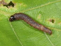 Attēlu rezultāti vaicājumam “Spilonota ocellana”