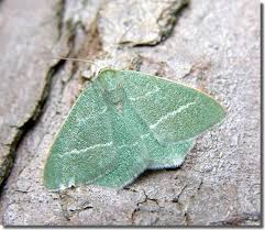 Attēlu rezultāti vaicājumam “Chlorissa viridata”