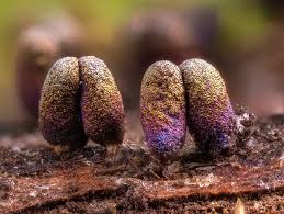 Attēlu rezultāti vaicājumam “Diachea subsessilis young”