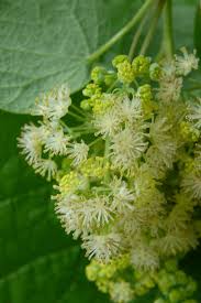 Attēlu rezultāti vaicājumam “Menispermum dauricum leaf”