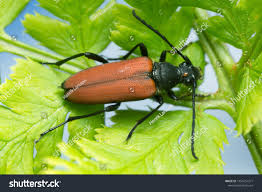 Attēlu rezultāti vaicājumam “Anastrangalia sanguinolenta male”