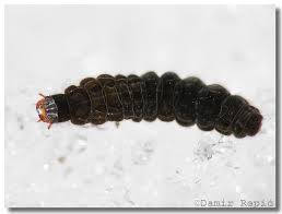 Attēlu rezultāti vaicājumam “Cantharis rustica imago”