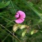 Attēlu rezultāti vaicājumam “Lathyrus sylvestris fruit”