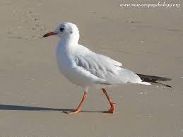 Attēlu rezultāti vaicājumam “Larus ridibundus”