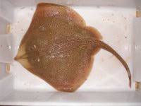 Image result for Raja radula