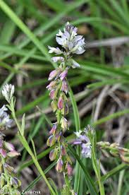 Attēlu rezultāti vaicājumam “Polygala comosa flower”