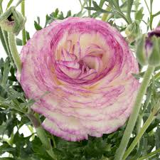 Attēlu rezultāti vaicājumam “Ranunculus mendax flower”