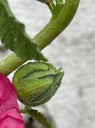 Attēlu rezultāti vaicājumam “Alcea rosea bud”