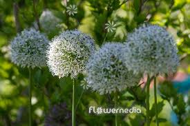 Attēlu rezultāti vaicājumam “Allium holandicum leaf”
