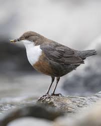 Attēlu rezultāti vaicājumam “Cinclus cinclus”