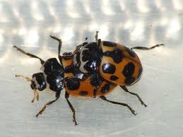 Attēlu rezultāti vaicājumam “Hippodamia notata”