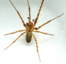 Attēlu rezultāti vaicājumam “Metellina segmentata”