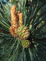 Attēlu rezultāti vaicājumam “Pinus sylvestris female flower”