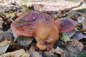 Attēlu rezultāti vaicājumam “Fistulina hepatica”