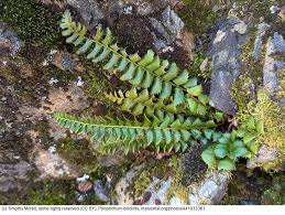 Attēlu rezultāti vaicājumam “Polystichum lonchitis”