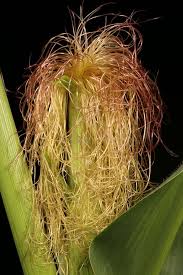 Attēlu rezultāti vaicājumam “Zea mays female flower”