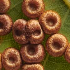 Attēlu rezultāti vaicājumam “Licea castanea macro”