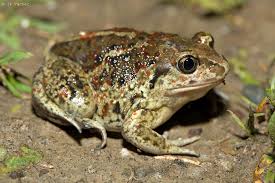 Attēlu rezultāti vaicājumam “Pelobates fuscus”