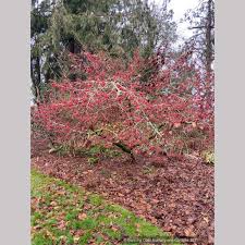 Attēlu rezultāti vaicājumam “Hamamelis”