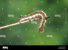 Attēlu rezultāti vaicājumam “Acronicta cuspis”