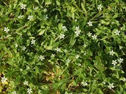 Attēlu rezultāti vaicājumam “Stellaria uliginosa”