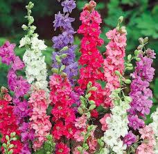 Image result for Delphinium consolida