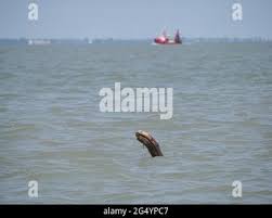 Image result for Sheerness abc