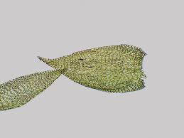 Attēlu rezultāti vaicājumam “Pterigynandrum filiforme”