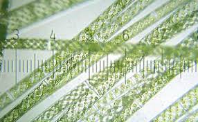 Attēlu rezultāti vaicājumam “Chlorophyta”