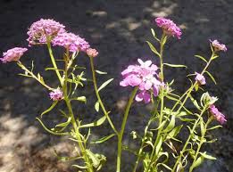 Image result for Iberis umbellata