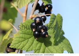 Attēlu rezultāti vaicājumam “Ribes nigrum”