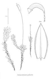 Attēlu rezultāti vaicājumam “Aulacomnium”