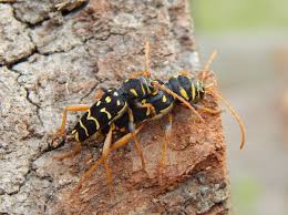 Attēlu rezultāti vaicājumam “Plagionotus detritus”