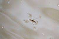 Attēlu rezultāti vaicājumam “Aquarius najas”