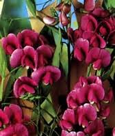 Attēlu rezultāti vaicājumam “Lathyrus latifolius fruit”