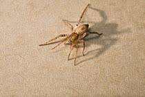 Attēlu rezultāti vaicājumam “Anyphaena accentuata male”