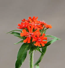 Attēlu rezultāti vaicājumam “Silene chalcedonica”