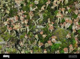 Attēlu rezultāti vaicājumam “Cladonia ramulosa”
