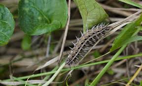 Attēlu rezultāti vaicājumam “Argynnis laodice female”