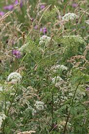 Image result for Chaerophyllum aureum