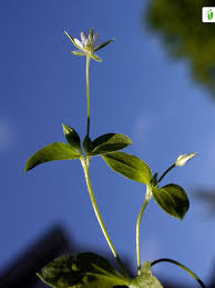 Attēlu rezultāti vaicājumam “Moehringia trinervia leaf”