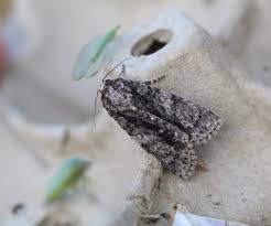 Attēlu rezultāti vaicājumam “Acronicta rumicis”